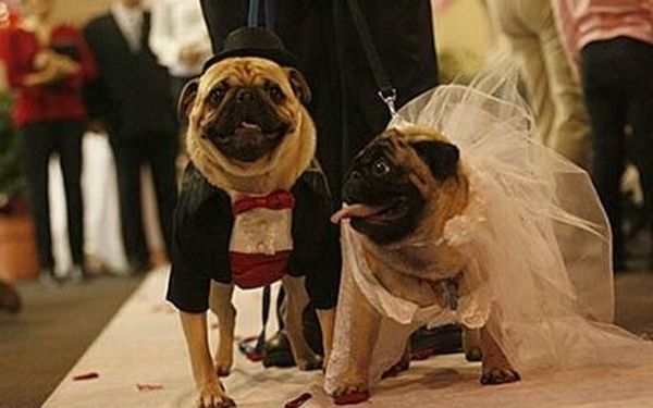 Pooches and Pets At Weddings