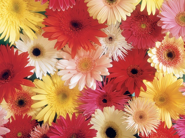 gerbera daisies popular wedding flowers
